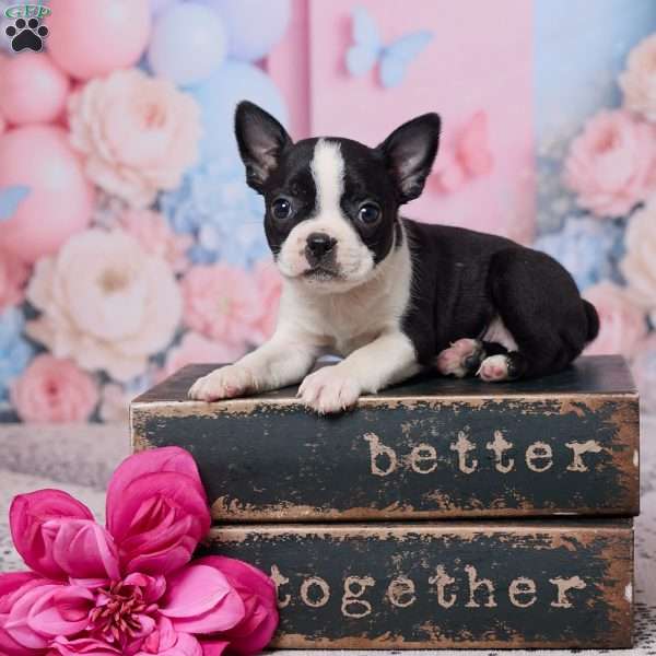 Petunia, Boston Terrier Puppy